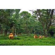Palampur-Tea-Gardens.jpg