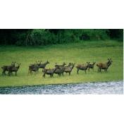 kerala-wildlife-deers.jpg