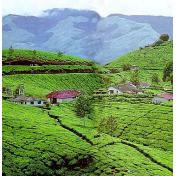 munnar2.jpg