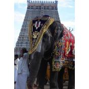 srirangam_temple_trichy.jpg