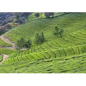 teagarden-at-munnar.jpg