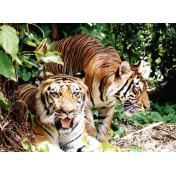 tigers-in-forest.jpg