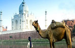 Explore Royal Rajasthan with Taj Mahal