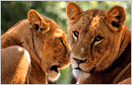 Wildlife Tour of West India Delhi-Agra Ranthambore, Agra, Jhansi, khajuraho, Bandargah, Kahna, Nagpur, Mumbai
