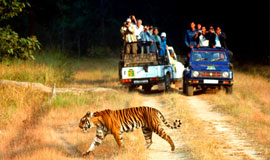 Wildlife Tour of India